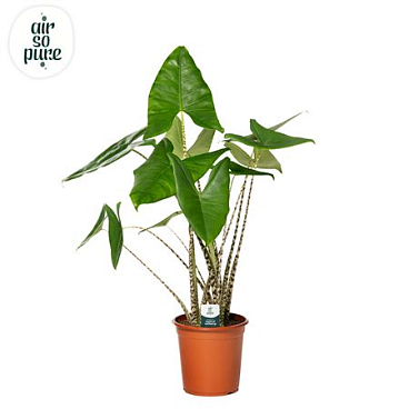 Alocasia Zebrina P24 (air So Pure)