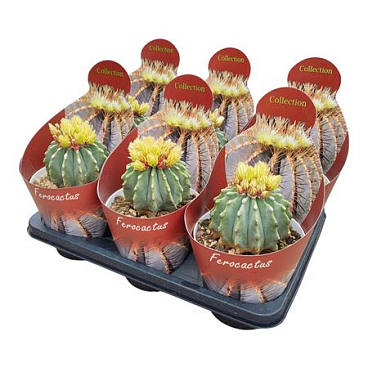 Ferocactus Glaucescens Inermis