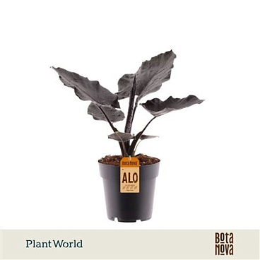 Alocasia Antoro Velvet