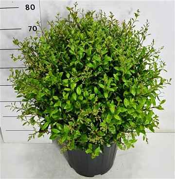 Ligustrum J Texanum