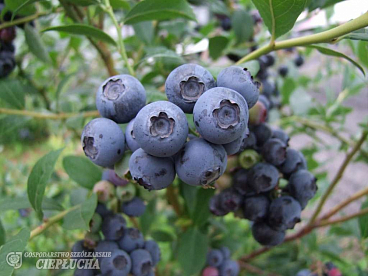 Голубика высокорослая Блюэтта