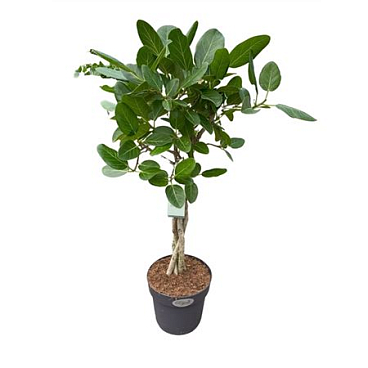 Ficus Ben Audrey Twisted Stem