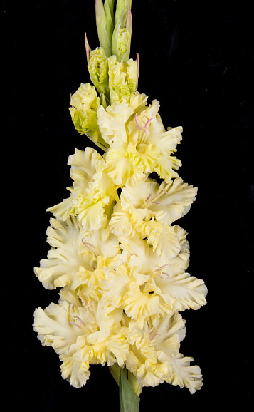 Гладиолус крупноцветковый Одуванчик