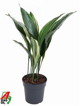 Aspidistra Elatior Variagata