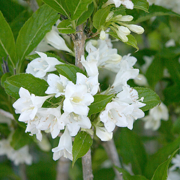 Вейгела цветущая Кандида