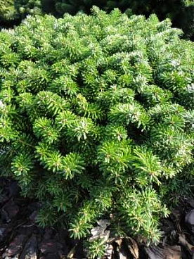 Пихта корейская Кис