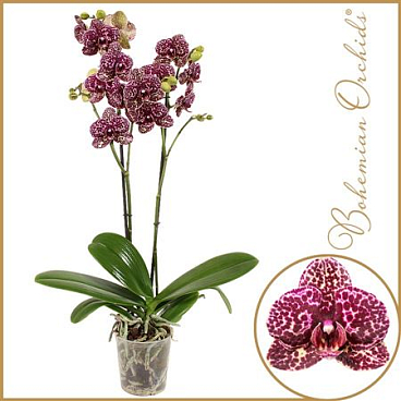 Phal 2st Wildcat 15+ (piko)