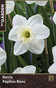 Нарцисс орхидный Папиллон Бланк