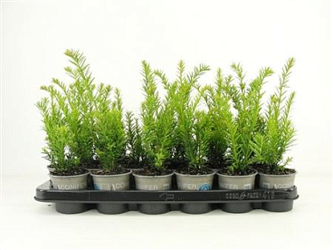 Taxus Bacc Semperaurea