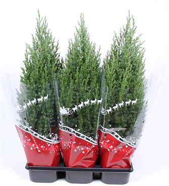 Juniperus Chin Stricta Red Sleeve