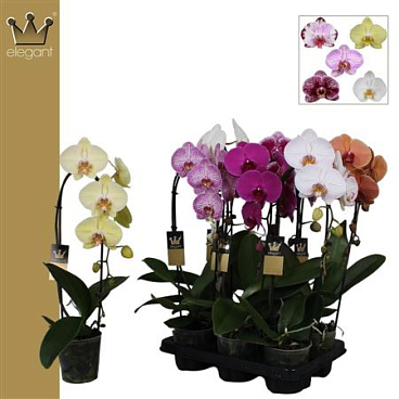 Phal Cascade 1st Mix 9+ (bernhard)
