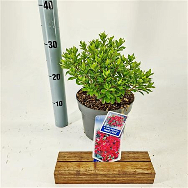 Rhododendron (aj) Geisha Red