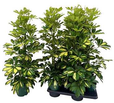 Schefflera Dalton