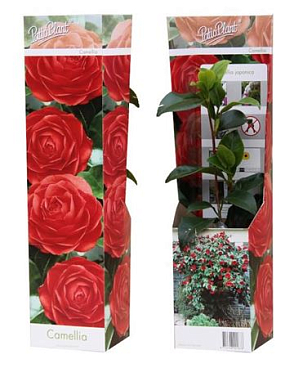 Camellia Red