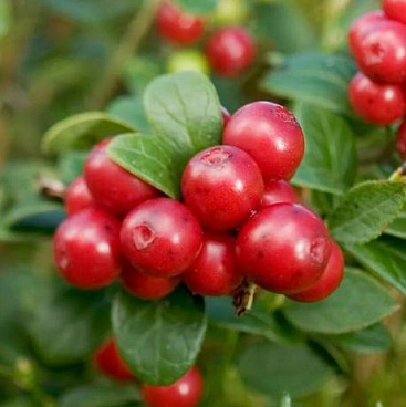 Брусника Аммерланд | Оптовая цветочная компания «Флора Групп» Брусника Аммерланд