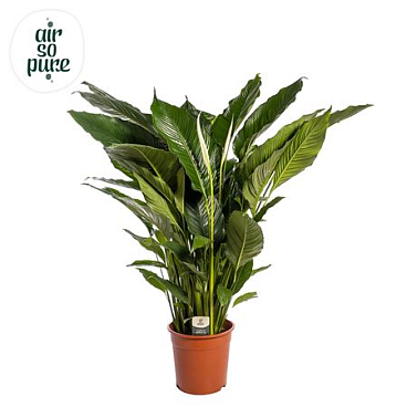 Spath Sweet Sebastiano 2+ (air So Pure)