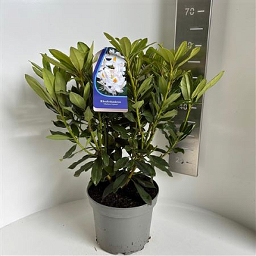 Rhodo Madame Masson