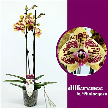 Phal 2st Mariola 18+ (phalaenova)
