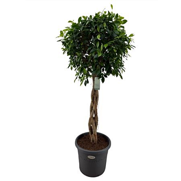Ficus Be Columnar Twisted Stem