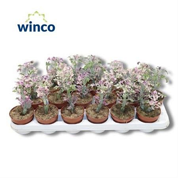 Senecio Articulatus Variegata