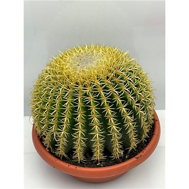 Echinocactus Grusonii Inermis Bowl