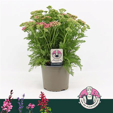 Achillea Millefolium Pink Milly Rock