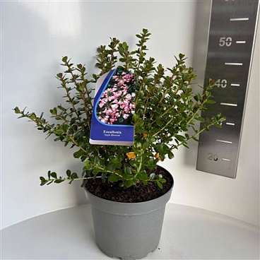 Escallonia Apple Blossom
