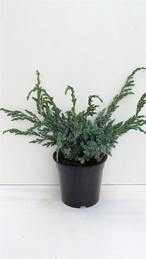 Можжевельник чешуйчатый Мейери