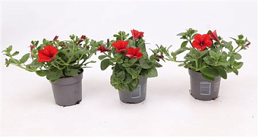 Alpetunia Red