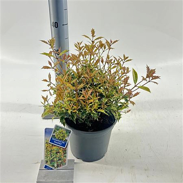 Osmanthus Het Goshiki