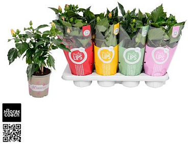 Hibiscus Rosa Sinensis 4+ "morelips®" Mix Dubbelbl
