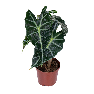 Алоказия Полли