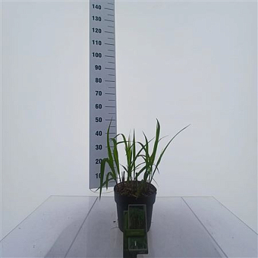 Stipa Gigantea
