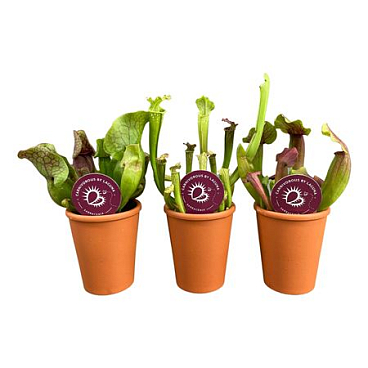 Sarracenia Mix In Terracotta Pot