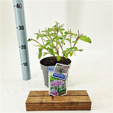 Buddleja Dav Free Petite Blue Heaven
