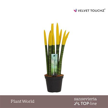 Sansevieria Velvet Touchz Yellow