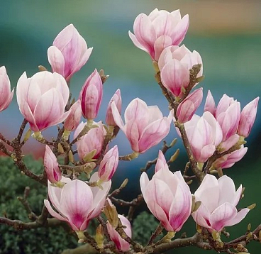 Магнолия суланжа