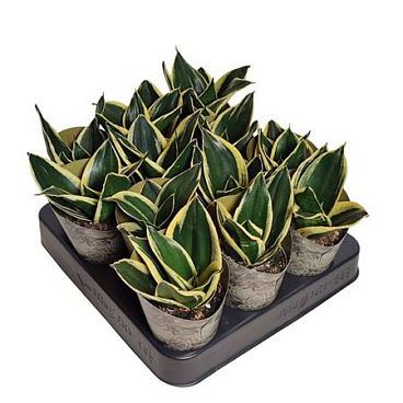 Sansevieria Tri Jade Pagoda Potcover