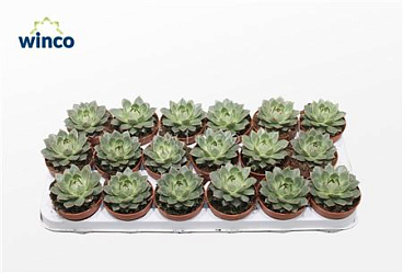 Echeveria Parva