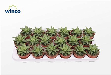 Haworthia Baylissii