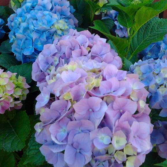 Гортензия крупнолистная Тугезе (в тубе)