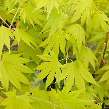 Клен ширасаванский Джордан