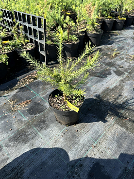 Лиственница кемпфера Купидо