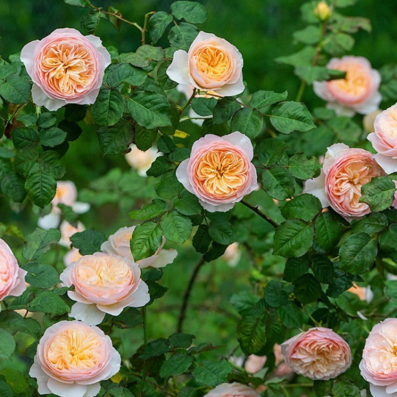 Роза парковая Ханксиан