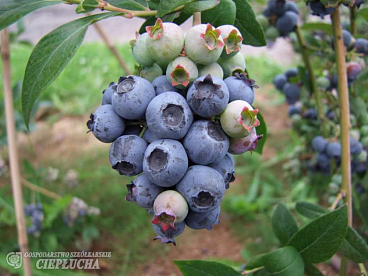 Голубика высокорослая Мидер