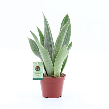 Sansevieria Metalica