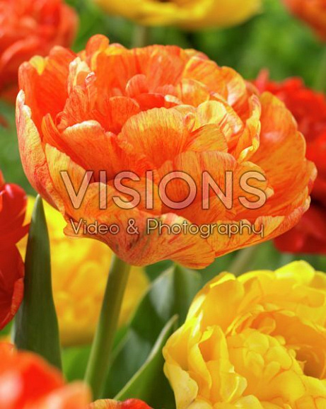 Тюльпан махровый поздний Санлавер