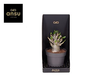 Baobab Adenium - Collection