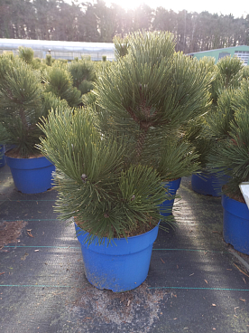 Сосна белокорая Малинки