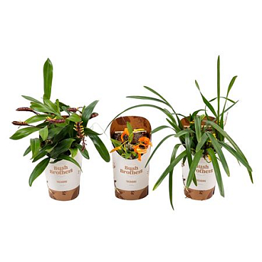 Masdevallia In White Potcover